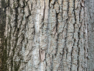 Texture of bark of an old poplar.