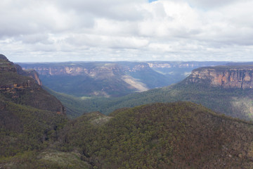 Fototapeta premium A forest valley burnt by bush fire in Australia beginning to regenerate