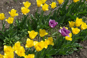 Row of bright yellow tulip flowers on garden flower bed.