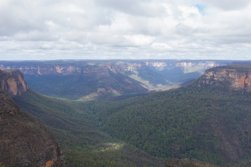 A forest valley burnt by bush fire in Australia beginning to regenerate
