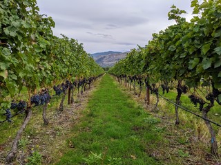 Fototapeta na wymiar Rows of grape vines at winery in Canada