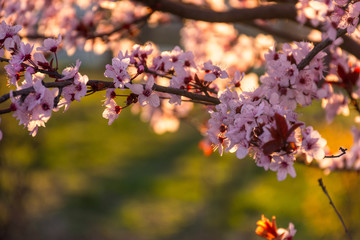 Blooming plum Pissardi close-up, spring background, blooming decorative tree, rose petals, selective focus, delicate flowers