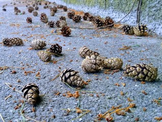 Szyszki, droga, chodnik