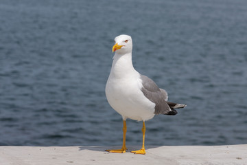 A beautiful, graceful seagull looks at the camera and poses as a fashion model. Portrait of a seagull on the seashore, close-up