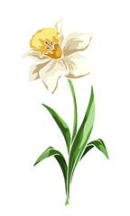 Narcissus flower isolated on white. Vector illustration.