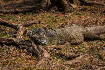 salvajes reptiles coloridos en su hábitat 
wild colorful reptiles in their habitat