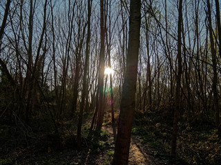 Sun rising through the trees on a winter's day