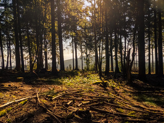 Dunkler Wald vor dem Berg