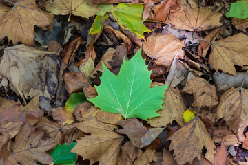 Autumn leaves on the ground after falling from the tree