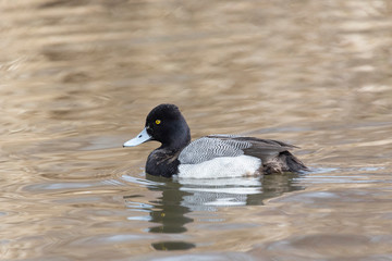 male Lesser scaup duck