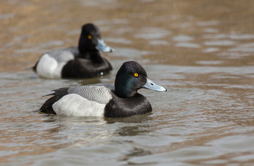 male Lesser scaup duck