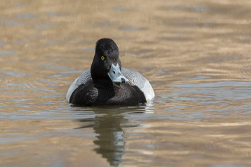 male Lesser scaup duck