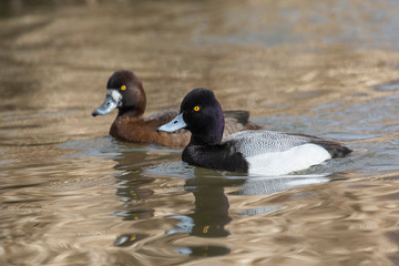 male Lesser scaup duck