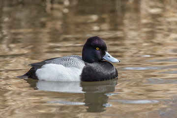 male Lesser scaup duck