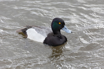 male Lesser scaup duck