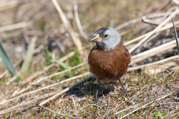 gray crowned rosy finch