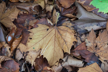 Autumn leaves on the ground after falling from the tree
