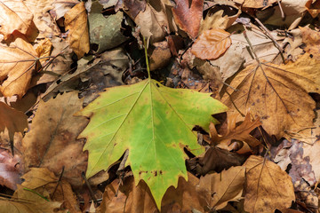 Autumn leaves on the ground after falling from the tree