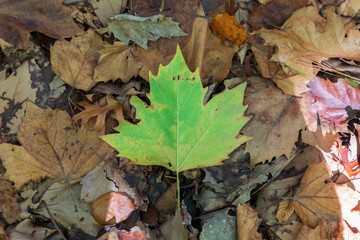 Autumn leaves on the ground after falling from the tree