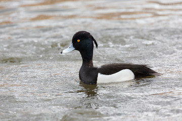 male tufted duck