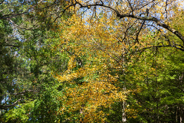 Autumn trees leaves changing color with the season