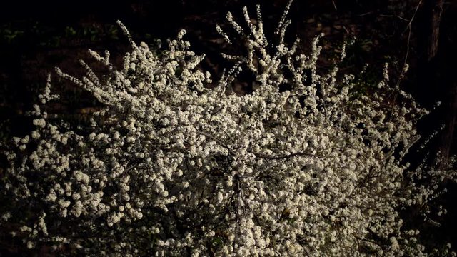 Flowering tree in spring and cross-pollination by insects.