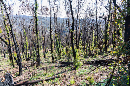 Tree regeneration in The Blue Mountains after the Australian bush fires