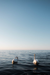 Fototapeta na wymiar swans on the sea