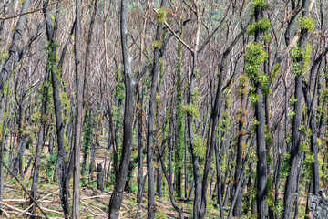 Obraz premium Tree regeneration in The Blue Mountains after the Australian bush fires