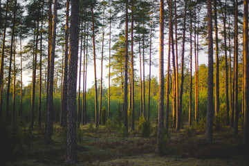 Obraz premium sun rays in the forest