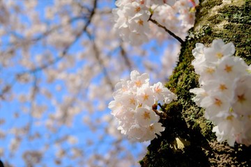 桜