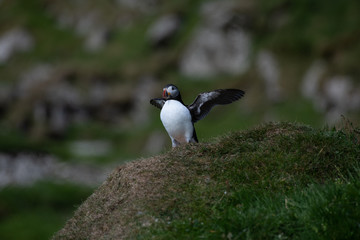 Puffins in the Faroe Islands