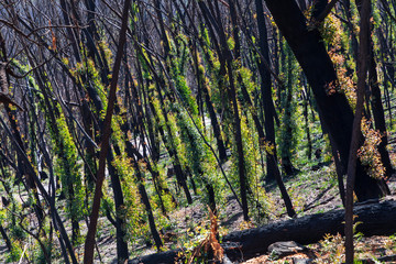 Fototapeta premium Tree regeneration in The Blue Mountains after the Australian bush fires