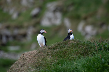 Puffins in the Faroe Islands