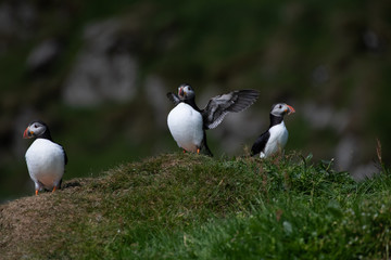 Puffins in the Faroe Islands