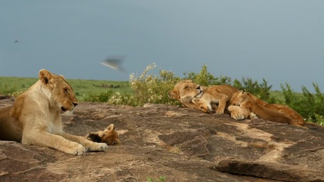 A lioness nurses her cubs on a kopje in the Masai Mara