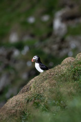 Puffins in the Faroe Islands
