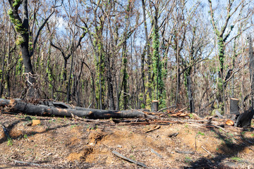 Tree regeneration in The Blue Mountains after the Australian bush fires