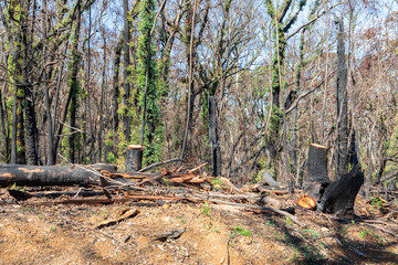 Tree regeneration in The Blue Mountains after the Australian bush fires