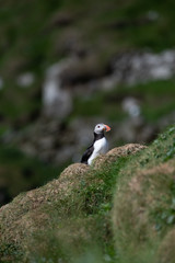 Puffins in the Faroe Islands