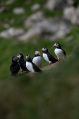 Puffins in the Faroe Islands