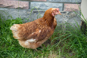 Hen at the yard looking into the camera. Authentic farm series.