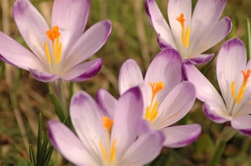 Fototapeta premium Tatrzańskie rośliny wiosną w Dolinie Chochołowskiej