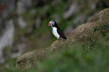 Puffins in the Faroe Islands