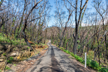 Trees regenerating in The Blue Mountains in Australia after the severe bush fires