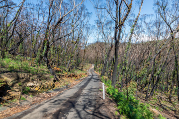 Trees regenerating in The Blue Mountains in Australia after the severe bush fires