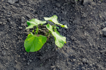 Fresh plowed soil with beans plant coming out from the field dirt. Authentic farm series.
