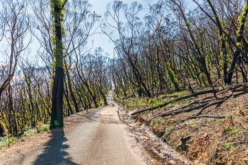 Trees regenerating in The Blue Mountains in Australia after the severe bush fires