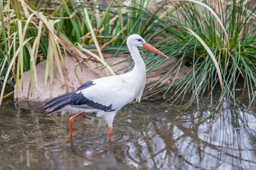 white stork in the water