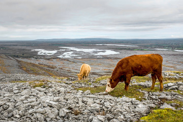 The Burren National Park Rocky Eroded Landscape with Cows and Grey Limestone in Ireland